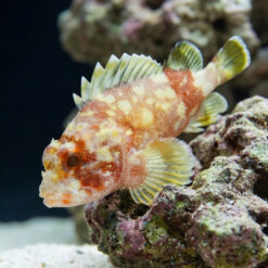 Yellow Spotted Dwarf Scorpionfish