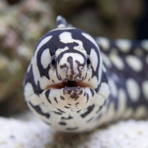 Skeletor Moray Eel - Image 2