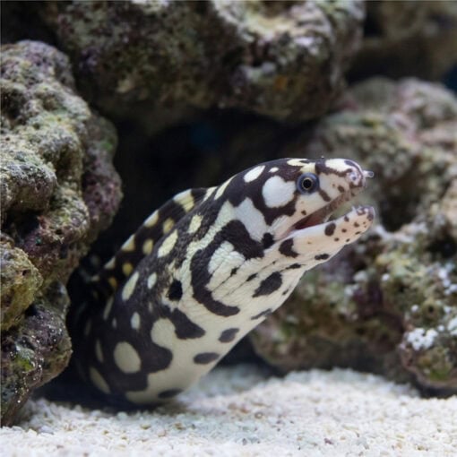 Skeletor Moray Eel - Image 3