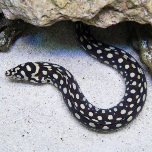 Skeletor Moray Eel - Image 4