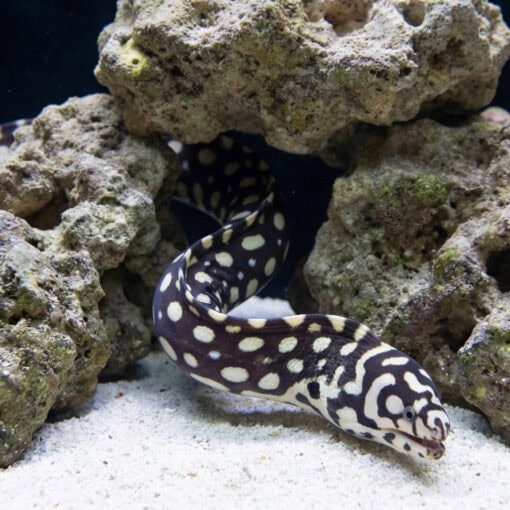 Skeletor Moray Eel - Image 5