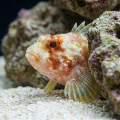 Alternative view of Yellow Spotted Dwarf Scorpionfish