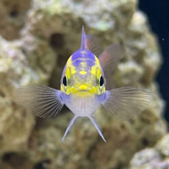 Yellow Stripe Whiptail Bream