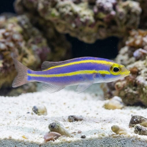 Yellow Stripe Whiptail Bream - Image 2
