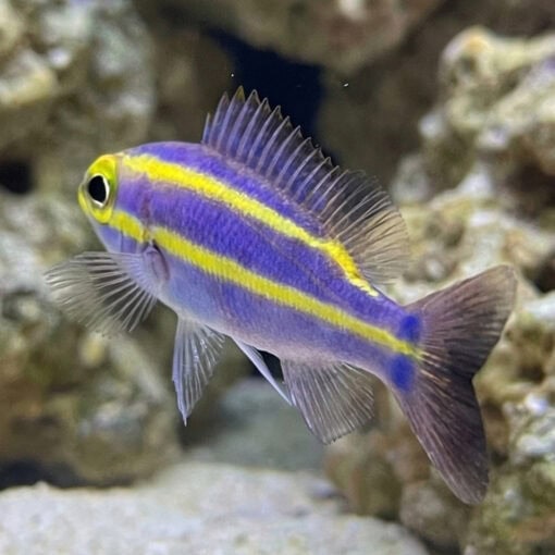 Yellow Stripe Whiptail Bream - Image 3