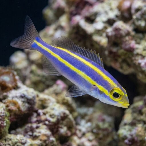 Yellow Stripe Whiptail Bream - Image 4