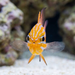 Alternative view of Orange Stripe Cardinal