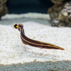 Yellow Striped Clingfish