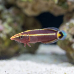 Alternative view of Yellow Striped Clingfish