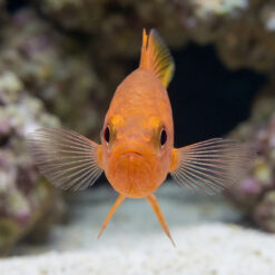 Alternative view of Yellow Tail Cardinal