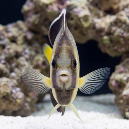 Cream Angelfish - Image 2