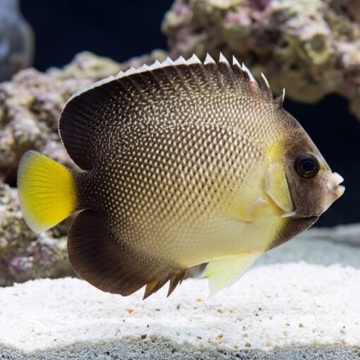 Cream Angelfish - Image 3