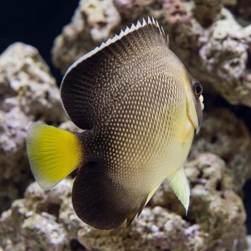 Cream Angelfish - Image 4