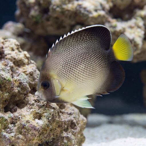Cream Angelfish - Image 5