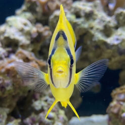 Alternative view of Teardrop Yellow Butterfly