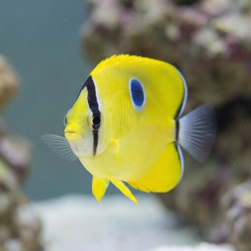 Teardrop Yellow Butterfly - Image 5