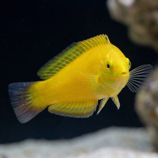 Yellow Wrasse