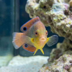 Alternative view of Yellowchest Twist Wrasse