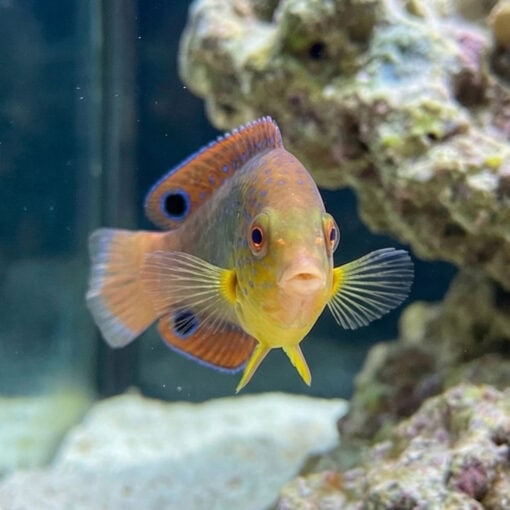 Yellowchest Twist Wrasse - Image 2