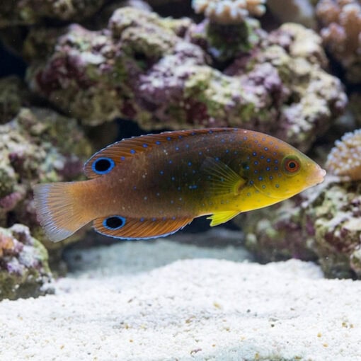 Yellowchest Twist Wrasse - Image 3