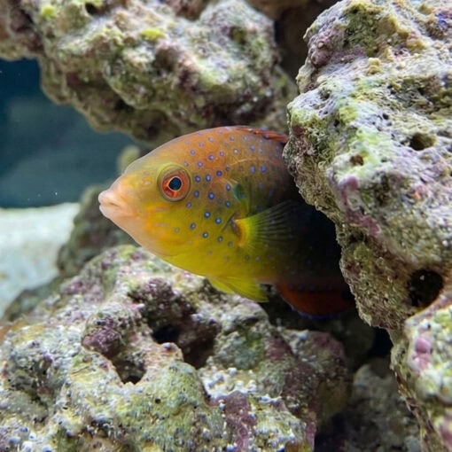 Yellowchest Twist Wrasse - Image 4
