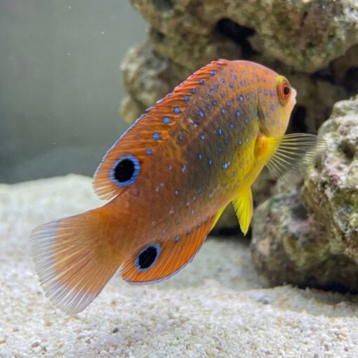 Yellowchest Twist Wrasse - Image 5