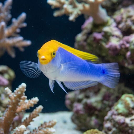 Lightning Wrasse - Image 2