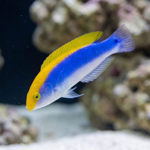 Lightning Wrasse - Image 3
