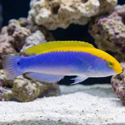 Lightning Wrasse - Image 4
