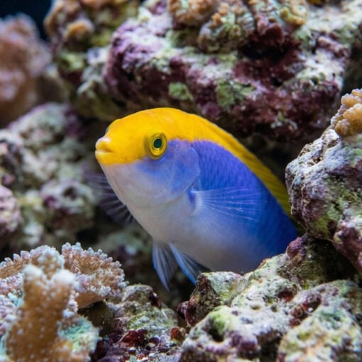 Lightning Wrasse - Image 5