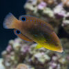 Yellowchest Twist Wrasse