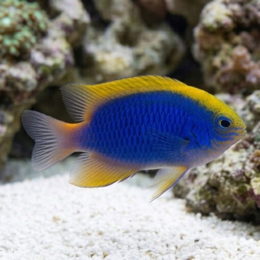 Yellowfin Blue Devil Damsel