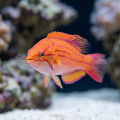 Alternative view of Yellow-Fin Flasher Wrasse