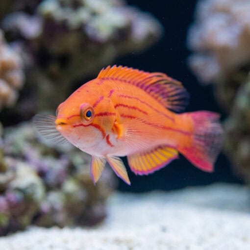 Yellow-Fin Flasher Wrasse - Image 2