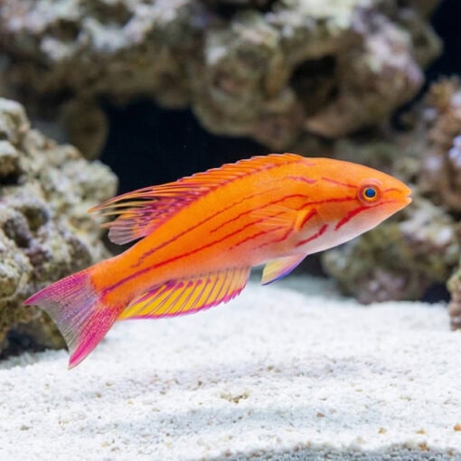 Yellow-Fin Flasher Wrasse - Image 3