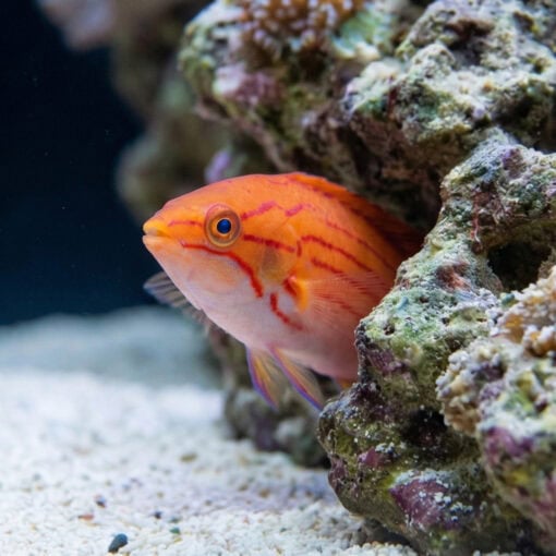 Yellow-Fin Flasher Wrasse - Image 4