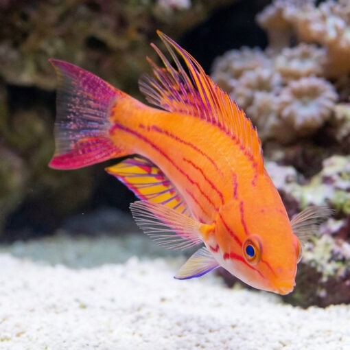Yellow-Fin Flasher Wrasse - Image 5