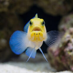 Alternative view of Pearly Jawfish