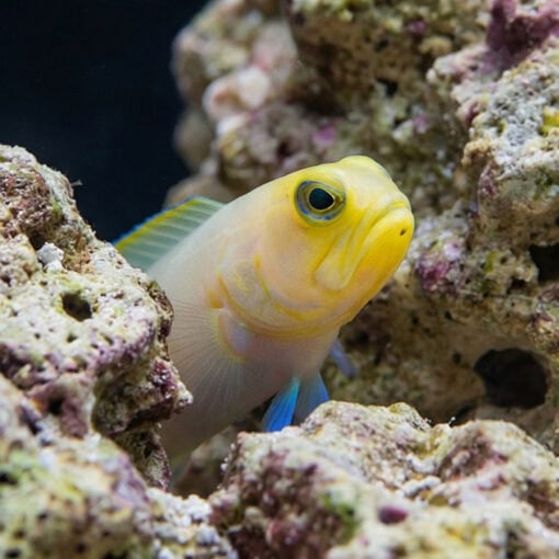 Pearly Jawfish - Image 3