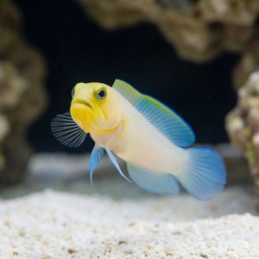 Pearly Jawfish - Image 4