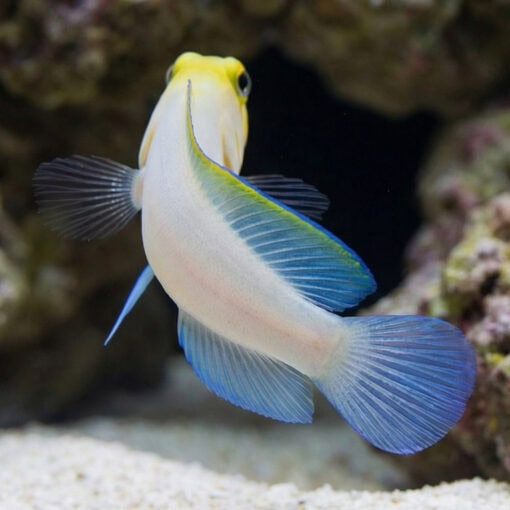 Pearly Jawfish - Image 5