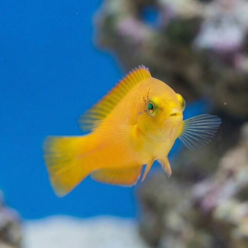 Neon Wrasse - Image 2