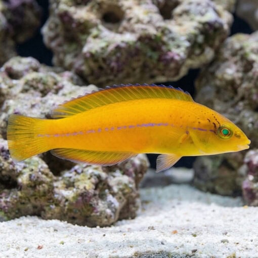 Neon Wrasse - Image 3