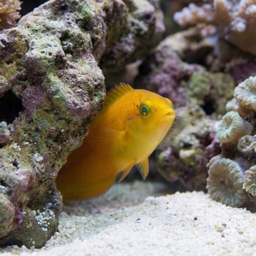 Neon Wrasse - Image 4