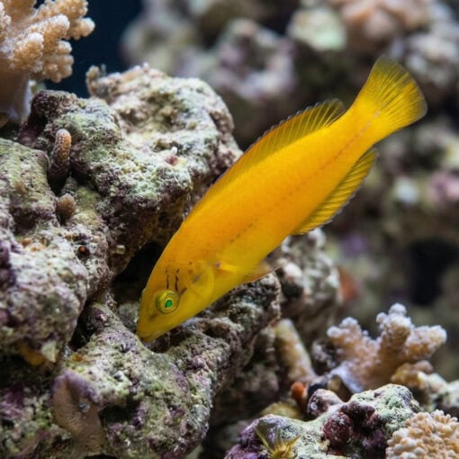 Neon Wrasse - Image 5