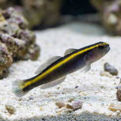 Yellowline Goby