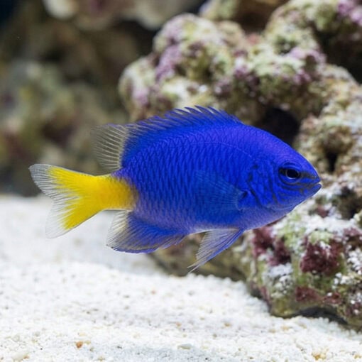 Yellowtail Blue Damsel