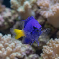Alternative view of Yellowtail Blue Damsel