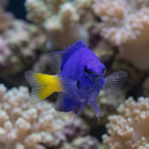 Yellowtail Blue Damsel - Image 2