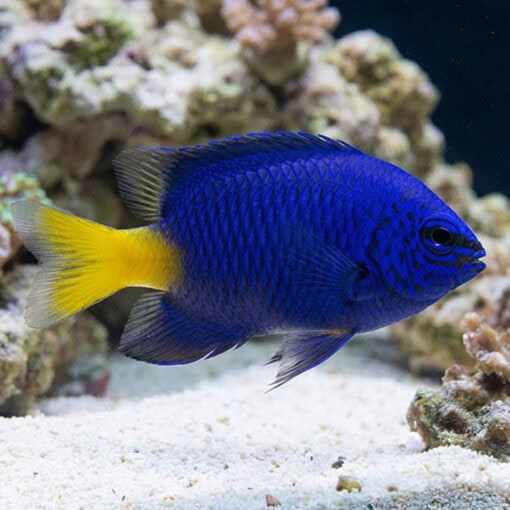 Yellowtail Blue Damsel - Image 3